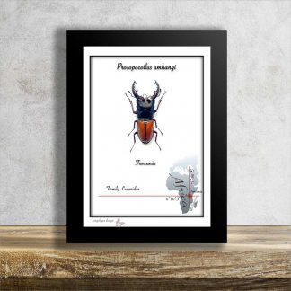 tropical beetle for sale