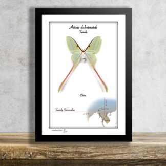 Beatiful moth in frame