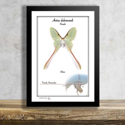 Beatiful moth in frame
