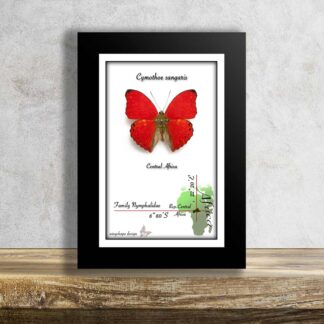 Beautiful tropical butterfly in frame