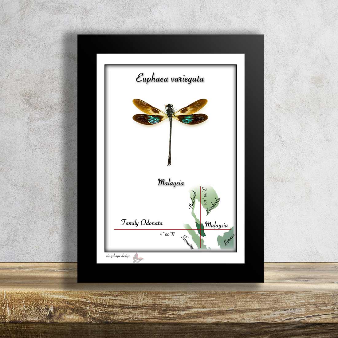 Tropical dragonfly in frame