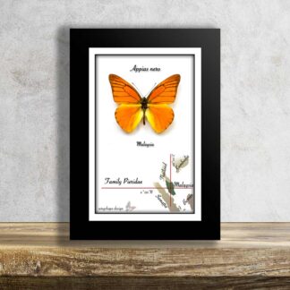 Beautiful butterfly in frame