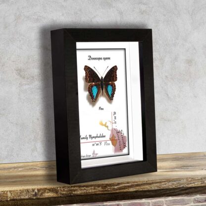 Beautiful butterfly in frame